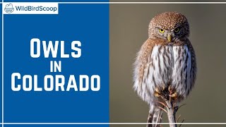 Owls In Colorado: 14 Common Species To See