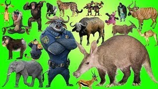 Learn Alphabet With Cartoon Real Animals For Children - ABC Wild Animals Name And Sounds