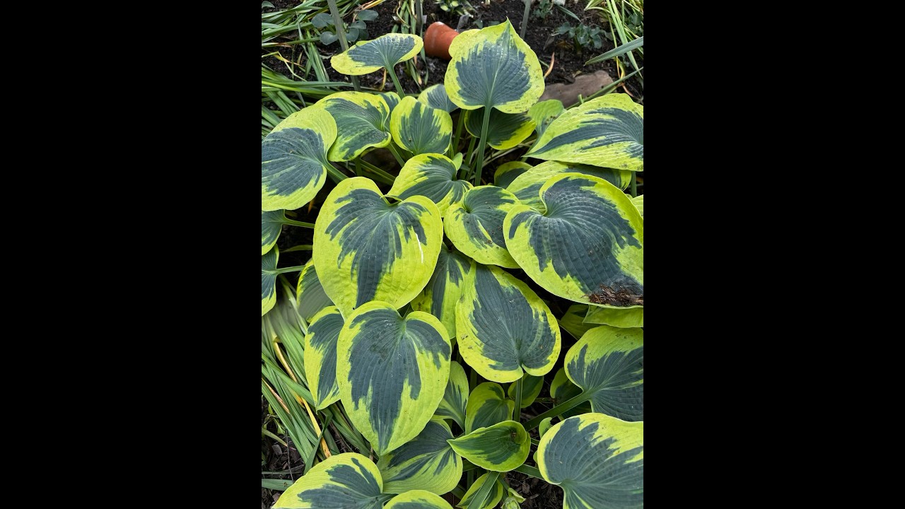 Такого вы не найдете В вашем саду# рек 