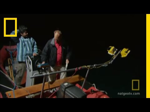 Tagging Squid | National Geographic