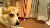 布団に入れてくれないコーギー花さん Youtube 布団に入れてくれないコーギー花さん Youtube