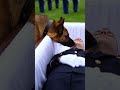 Heartbreaking: Loyal Dog Says Final Goodbye To Fallen Soldier 💔 #k9 #armydog #germanshepherd