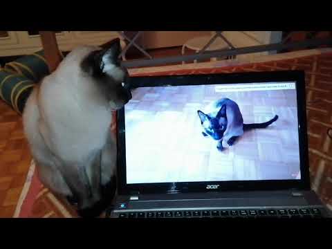 licko-likes-to-watch-his-own-videos
