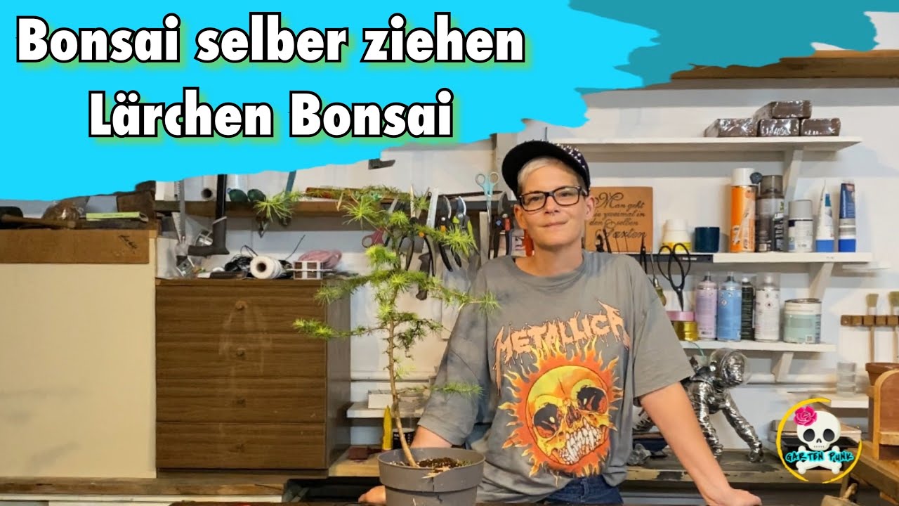 Bonsai selber ziehen / Lärchen Bonsai ( Erstgestaltung meines zukünftigen Bonsai ) YouTube