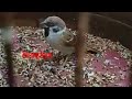 Burung Gereja Gacor Suara Pedes Omkicau(.mp3 .mp4) Mp3 - Mp4 Download
