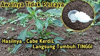 Cara Mengatasi Cabe Tumbuh Kerdil/Pendek || Jadi Subur dan Tinggi