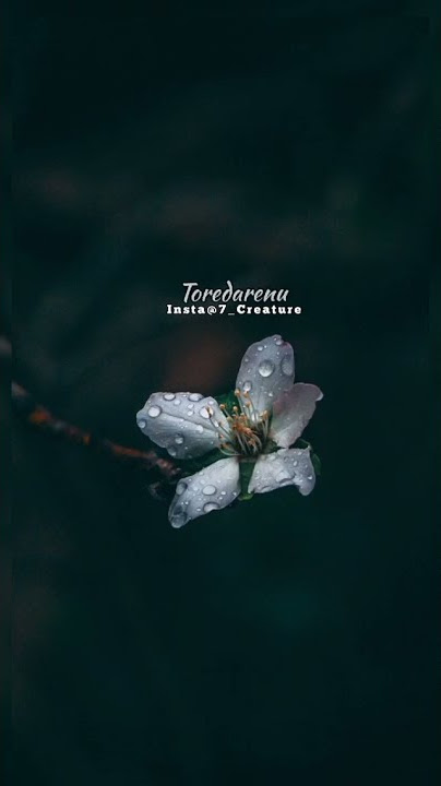 Anubandha awards tittle song.