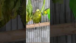 Parakeets Eating Veggies, #shorts Cute Budgies Chirping. Reduce Stress of lonely Birds