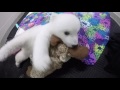 Polar bear cub Nora turns one! 🎂