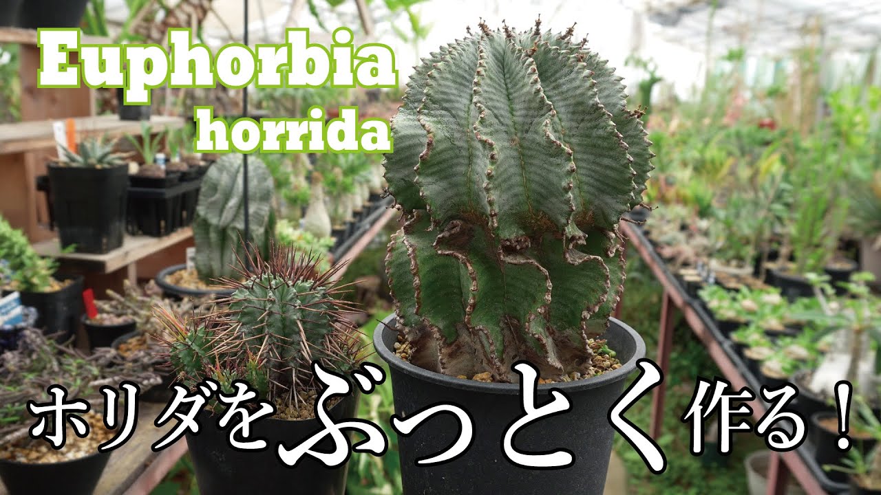 Euphorbia horrida! ユーフォルビア・ホリダとその原種