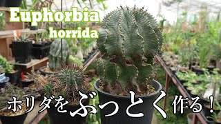 Euphorbia horrida! ユーフォルビア・ホリダとその原種バリエーション