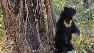 Sloth Bear during jeep safari at Chitwan| Nepal Wildlife tour | Jungle safari packages |