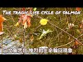 The tragic life cycle of salmon 三文鱼悲壮 惨烈的生命輪回現象