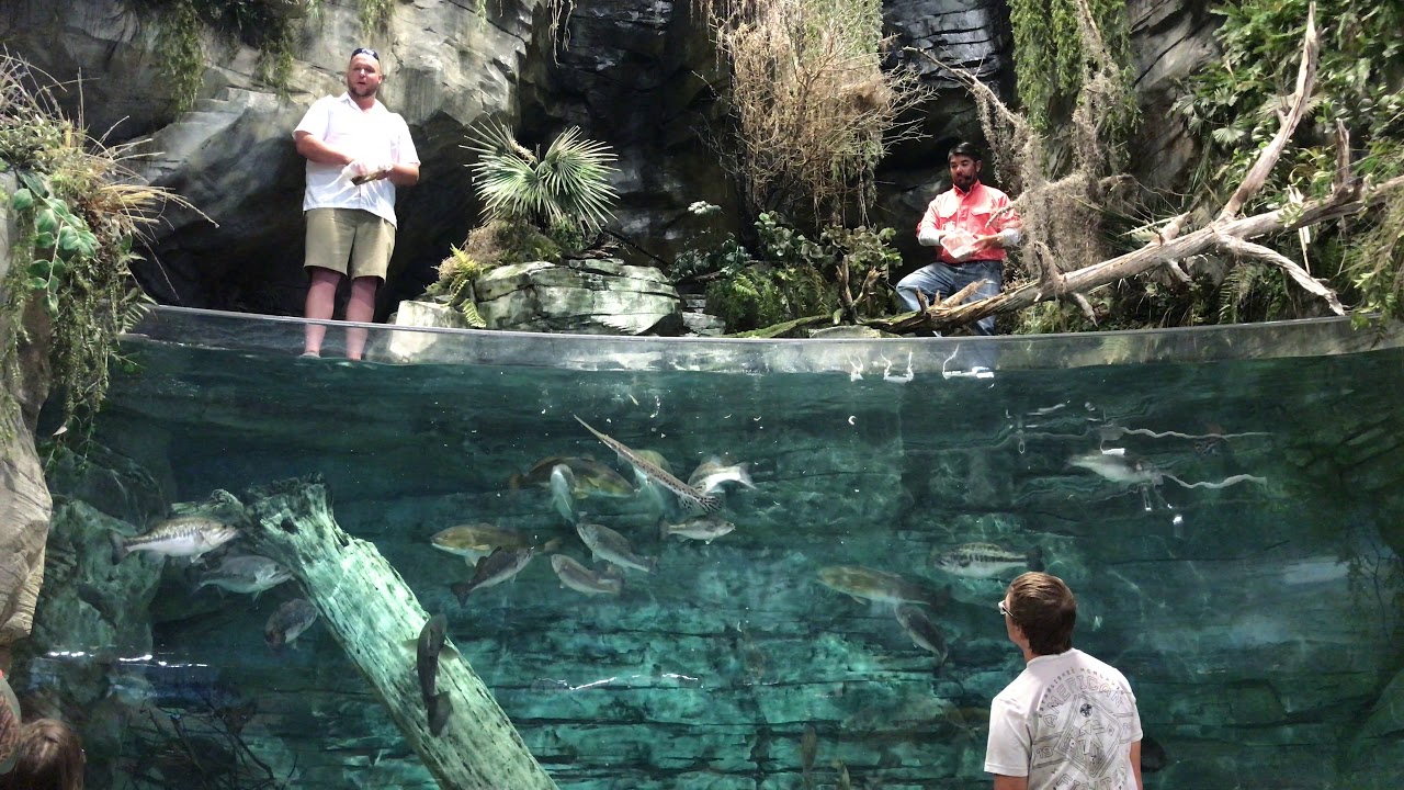 Feeding the fish at Bass Pro Shops before our seminar!