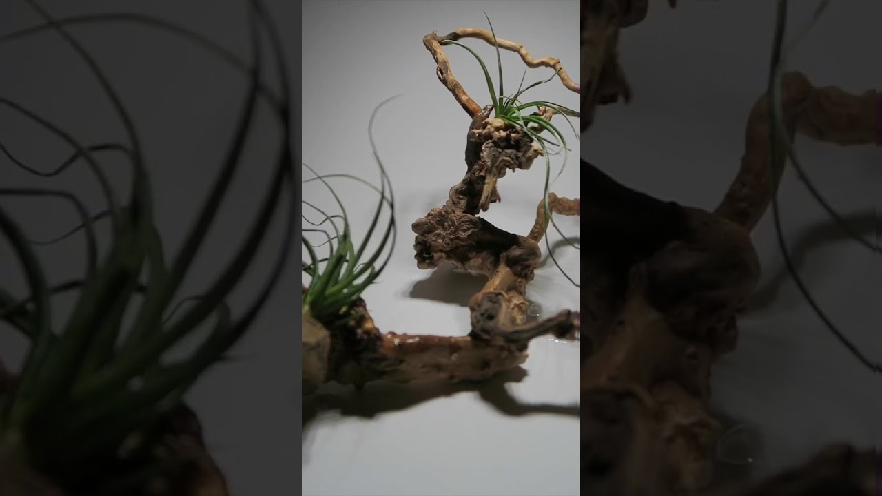 Air plant display ideas 