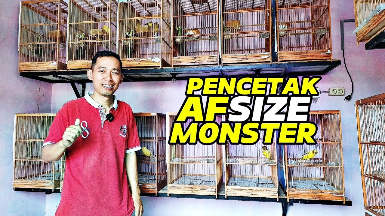 PETERNAK KENARI‼️Spesialis pencetak AF size MONSTER...