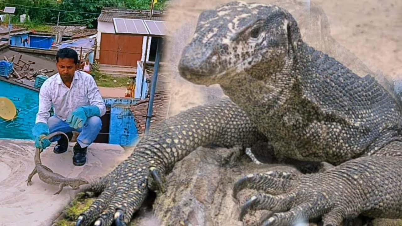 Monitor lizard rescue CobrasnakeParleG YouTube