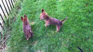 Australian Terrier Puppies 12 Weeks - Araluenkennel.com by mechajl 4,838 views 6 years ago 1 minute, 59 seconds