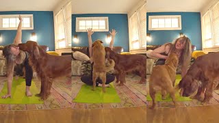 Archie - REALITY of YOGA with Dogs - Irish Setter and Golden Retriever Puppy by Archie loves Noel 523 views 1 year ago 15 minutes