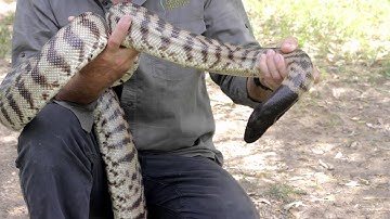 Black Headed Python Identification