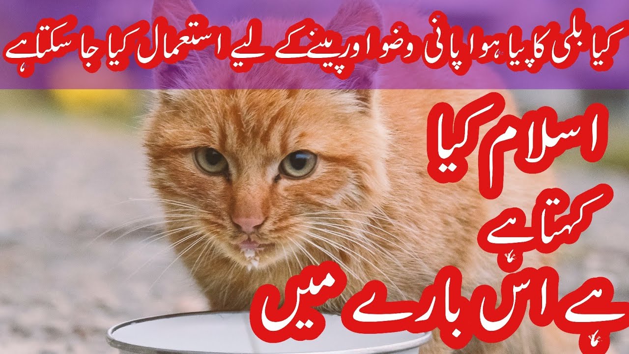 What does Islam say about the most popular pet cats in urduCats in