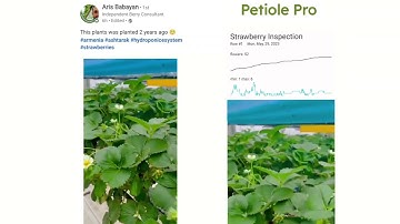 Strawberry Flower Counting with Smartphone: Petiole Pro for Strawberry Yield Prediction 🍓
