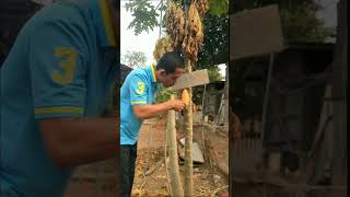 ห้ามเด็ดใช่ไหม! จัดคาต้นซะเลย #คลิปตลก #สนุกสนาน #ขำๆ #funnyvideo