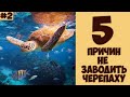 5 причин Не заводить черепаху - Хозяин Лев