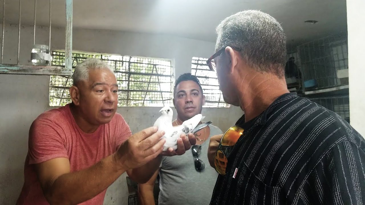 Palomeando!  /  Parte 1. Con Ferrer, Bringas y Maikel en el Diezmero. Febrero 2020.