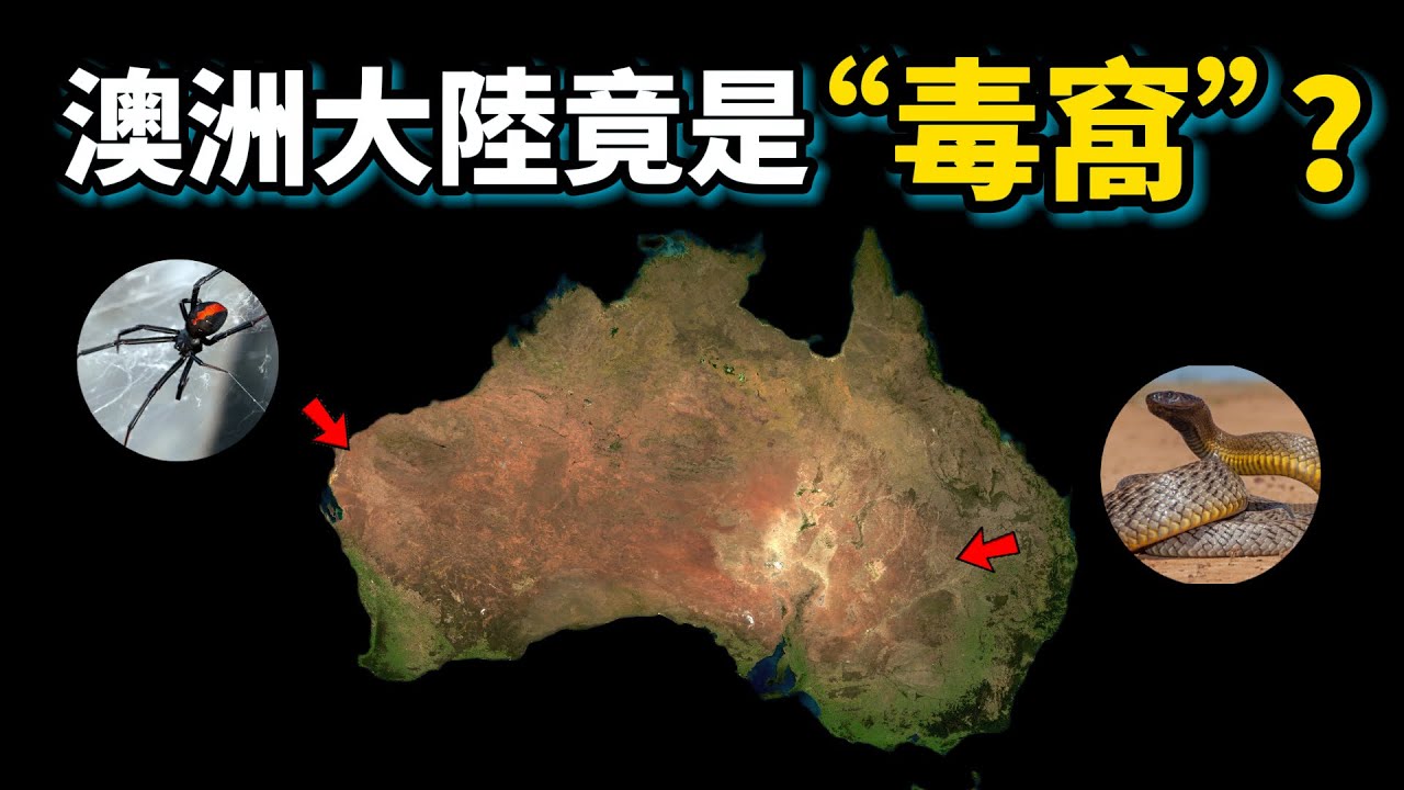 這裡有最毒的蛇，最毒的螞蟻，甚至“現代恐龍”，澳洲大陸為何會成為世界上最有毒、最奇怪生物的聚集地？