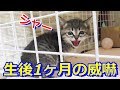 寄ってきたのに突然シャーと威嚇する子猫