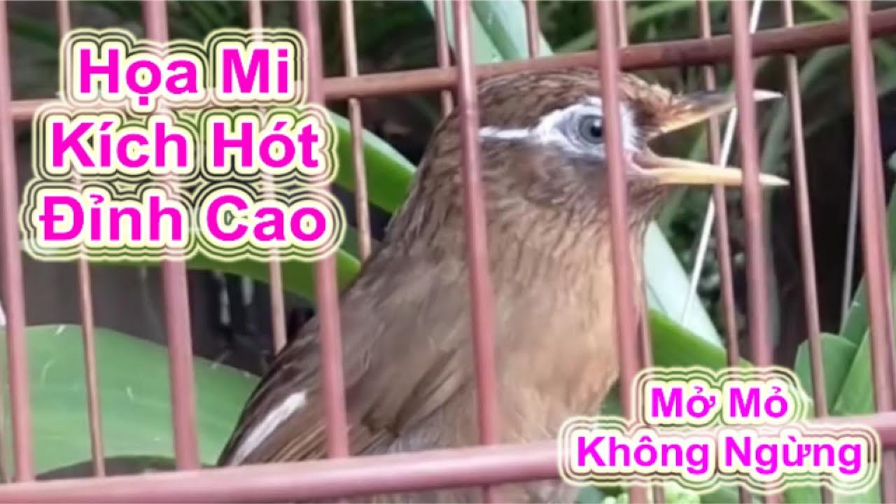 Họa Mi Kích Hót Đỉnh Cao – Mở Mỏ Không Ngừng