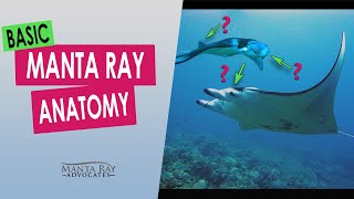 Manta Ray Anatomy - Kona, Hawaii