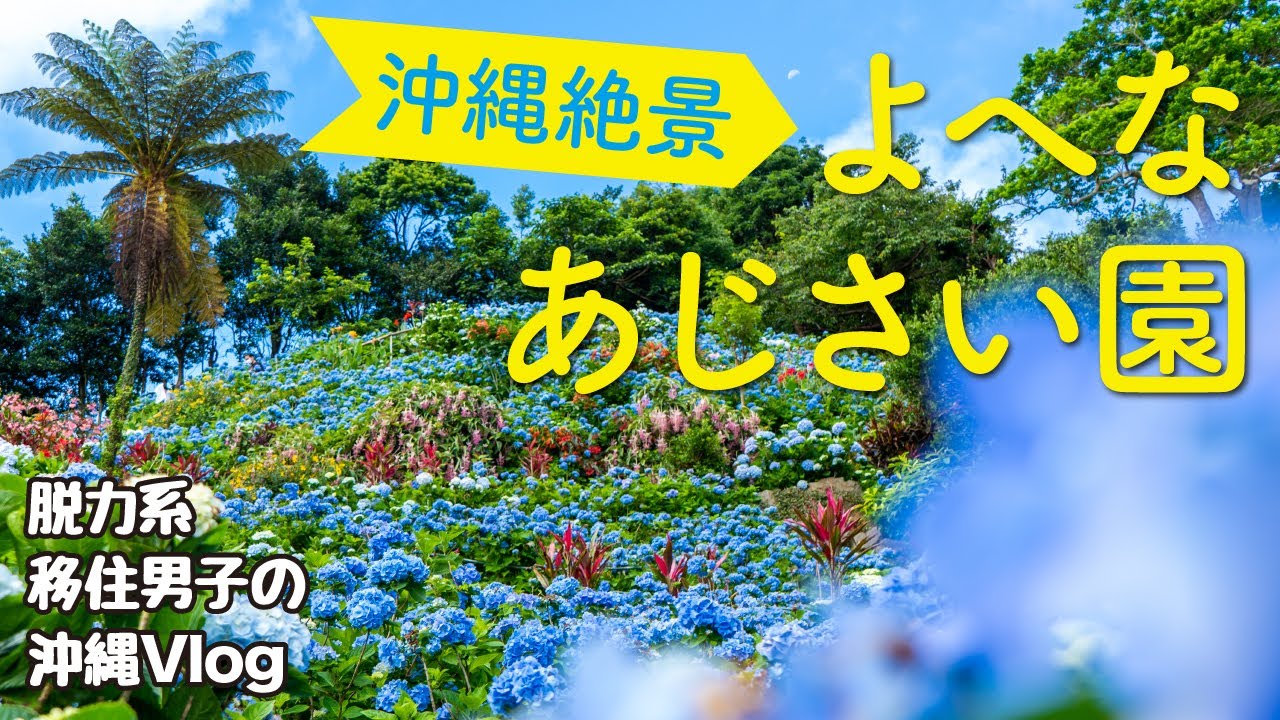沖縄旅行観光 よへなあじさい園が絶景すぎ 年6月情報 Youtube