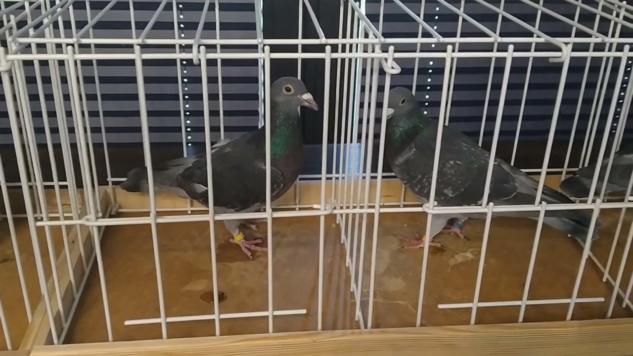 Gołębie pocztowe Stichelbaut 100% i Schloemer 100% tel.575-509-687