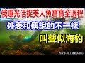 重磅！俄羅斯曝光活捉美人魚全過程！外表和傳說的不一樣，叫聲似海豹
