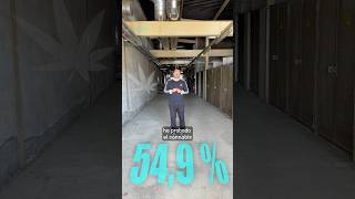 EITB DATA en un minuto: la realidad del consumo del cannabis en Euskadi