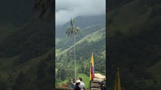 wax palm trees through the fog tower over filandia colombia and salento