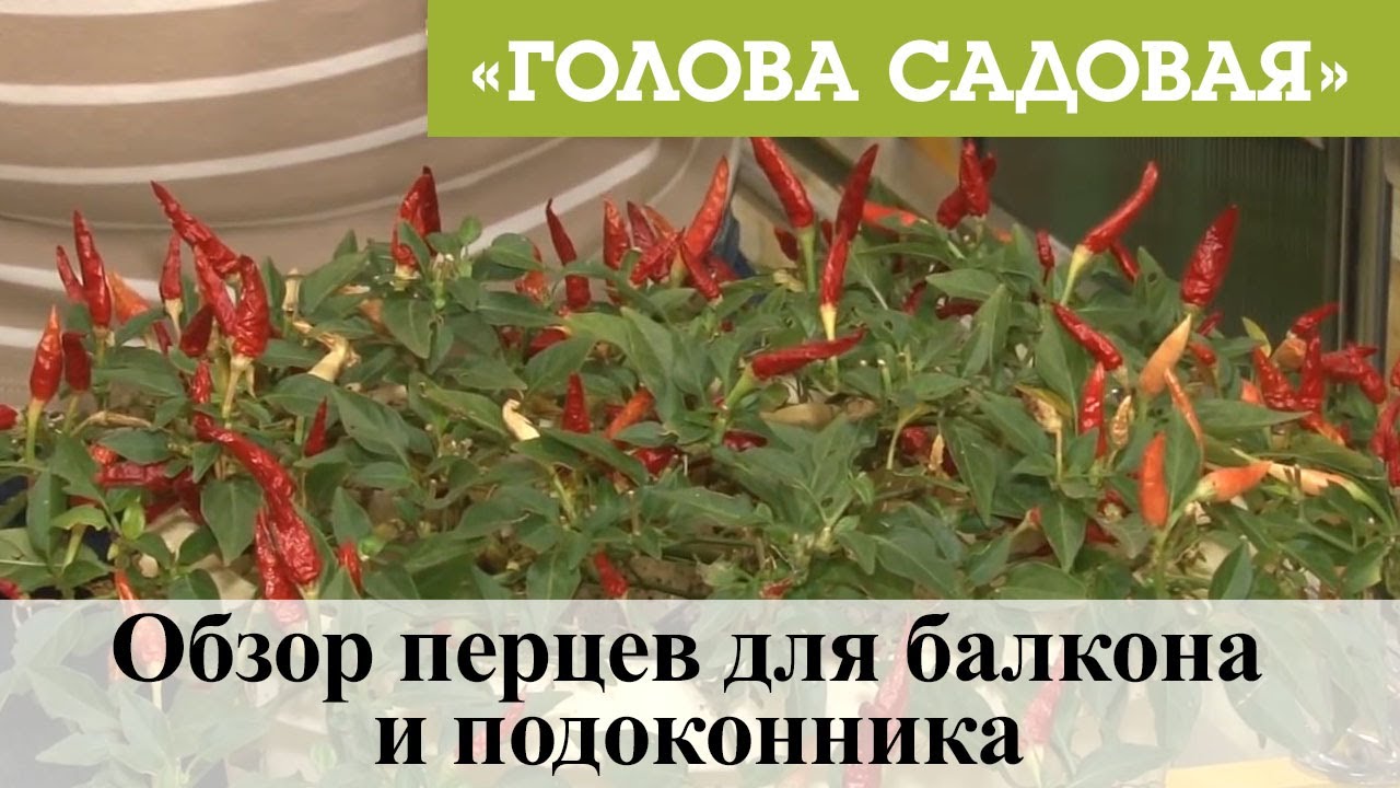 Выращивание перца чили на балконе: секреты успешного выращивания