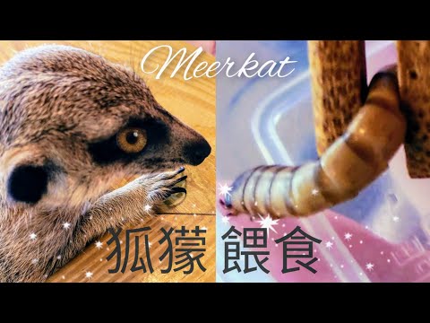 [221] 宜蘭礁溪金車蘭花園 狐獴餵食體驗 Meerkat ~ Traveling in Taiwan