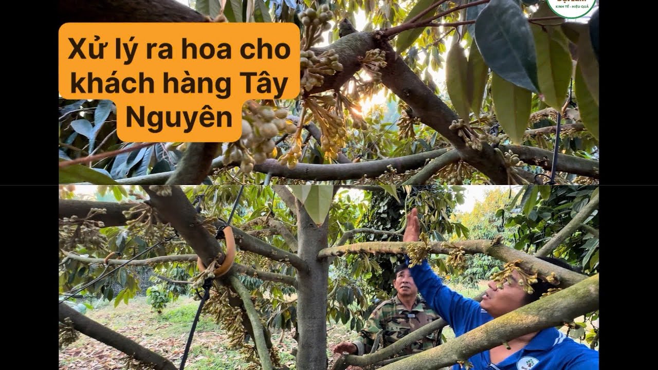 Kích bông, dưỡng bông lấy cơi đọt sầu riêng khu vực Tây Nguyên