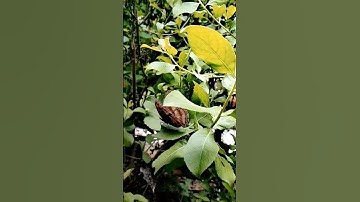 Thumbnail of Butterfly #music #soul #love #song #live #nature #beautiful #explore #lyrics #musik