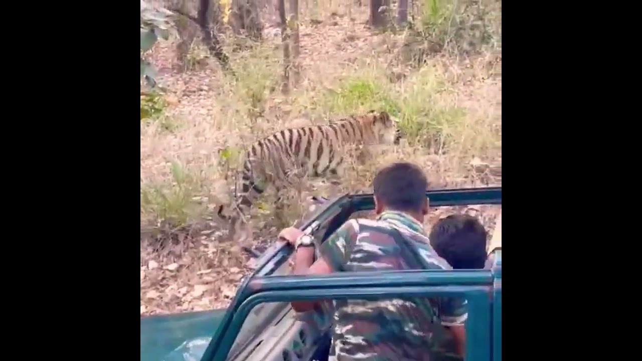 Tiger Dream sighting 