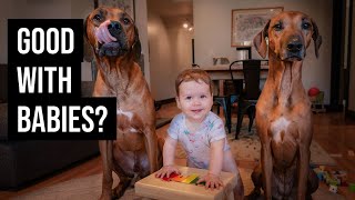 Are Rhodesian Ridgebacks Good with Babies? by Marking Our Territory 21,626 views 3 years ago 5 minutes, 34 seconds