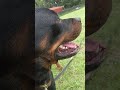 Ruger video