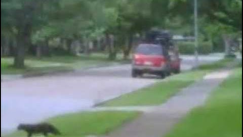 Mockingbird attacks my cat