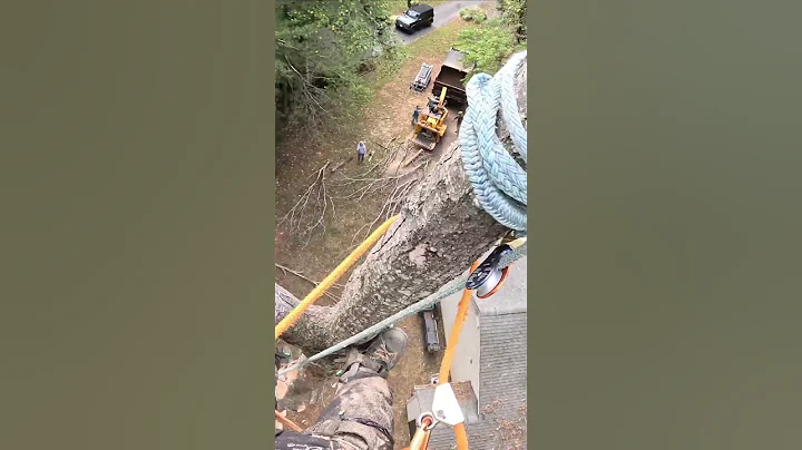 Negative Rigging A Oak Top  #treelife #notchemandwatchem #arborist #allday #rigging