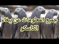 كل ما تريد معرفته عن ببغاء الكاسكو أو الببغاء الرمادي