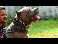 Meet badshahhh the giant 82kg family pitbull  scoobers