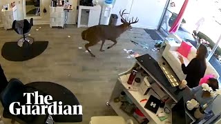 Deer Smashes Through Window Of Long Island Hair Salon